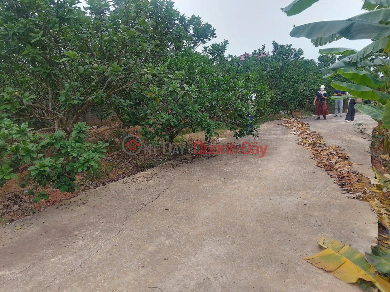 Will win when investing in profitable real estate after the merger of two provinces Bac Ninh Bac Giang, Vietnam, Sales, đ 590 Million