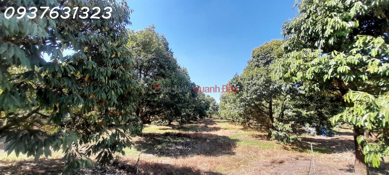 Property Search Vietnam | OneDay | Nhà ở Niêm yết bán | CHÍNH CHỦ CẦN BÁN: VƯỜN SẦU RIÊNG MUSANG KING ĐANG THU HOẠCH – BẾN CẦU, TÂY NINH