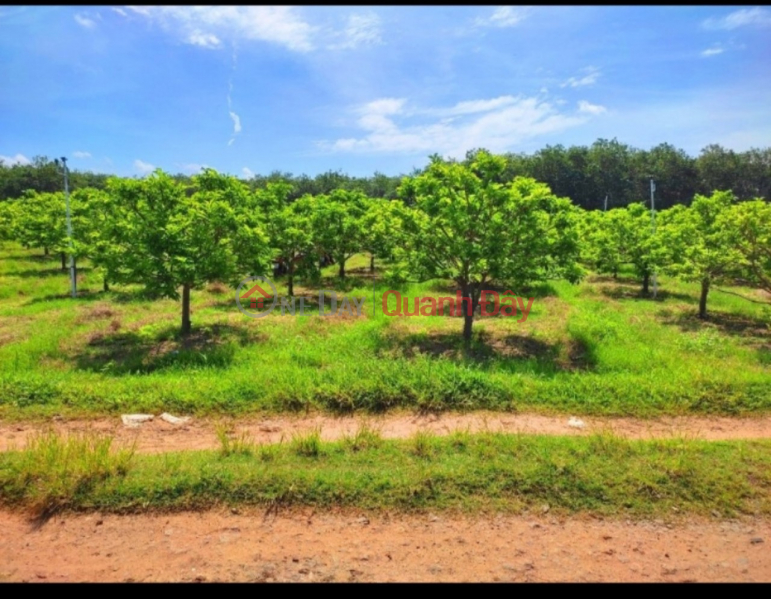 ₫ 580 Million BEAUTIFUL LAND - GOOD PRICE - For Quick Sale Land Lot Prime Location In Tay Ninh