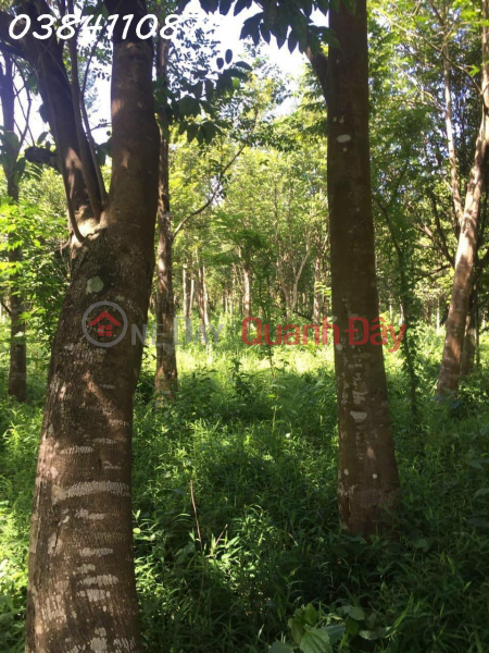 Property Search Vietnam | OneDay | Residential, Sales Listings 140HA OF Agarwood, Agarwood Slices, 21 YEARS OF RED SUNRISE, Dak LAK, 150 BILLION