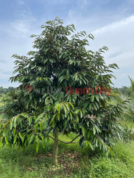 OWNER Needs to Sell Durian Planting Land - In Village 11, Hoa Nam, Di Linh, Lam Dong Sales Listings