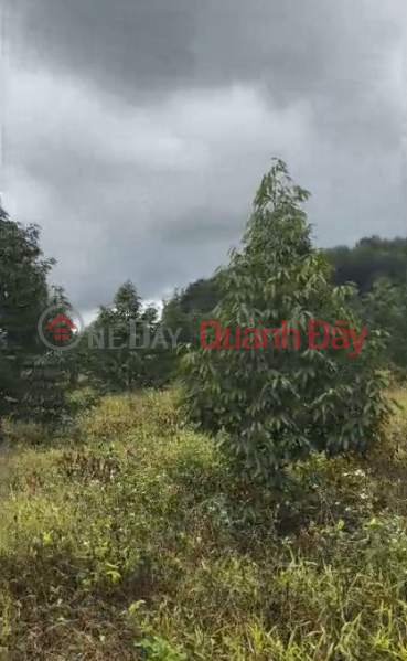 10 hectares of 4-year-old Thai durian trees - Dak Doa, Gia Lai - 2,000 trees, flat red soil - price 40 billion VND | Vietnam Sales | đ 40 Billion
