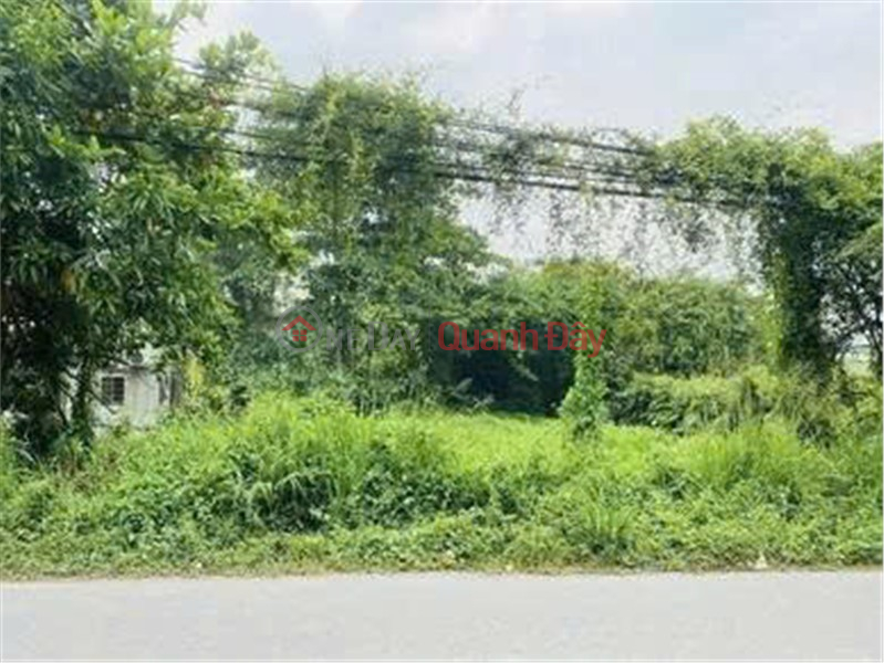 CẦN CHO THUÊ LÔ ĐẤT nông nghiệp để trồng trọt, chăn nuôi TẠI Xã Phạm Văn Hai, Bình Chánh, HCM | Việt Nam Cho thuê, đ 150 triệu/ tháng