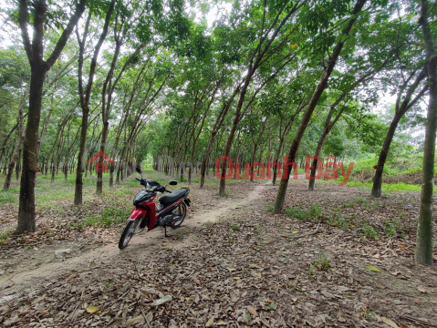 CHÍNH CHỦ BÁN ĐẤT CAO SU TẠI KHU PHỐ NINH NGHĨA, NINH THẠNH, TP. TÂY NINH _0