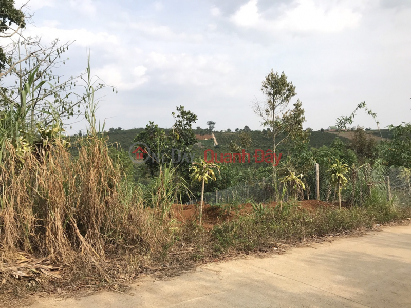 Property Search Vietnam | OneDay | Residential Sales Listings | OWNERS NEED TO URGENTLY SELL AGRICULTURAL LOT IN Dambri commune, Bao Loc city, Lam Dong