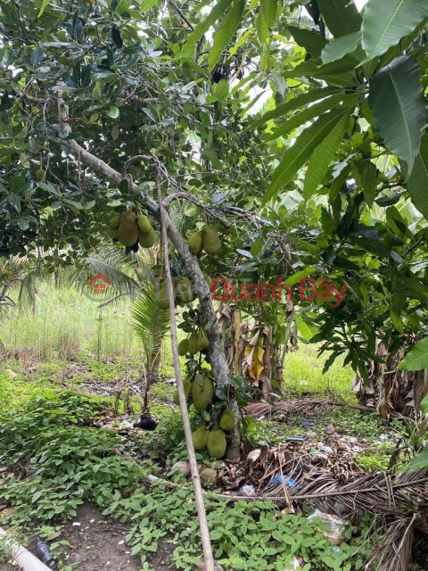 ĐẦU TƯ LÀ SINH LỜI - Đất Chính Chủ Khu vực 3, Phường Hiệp Thành, TP Ngã Bảy, Hậu Giang _0