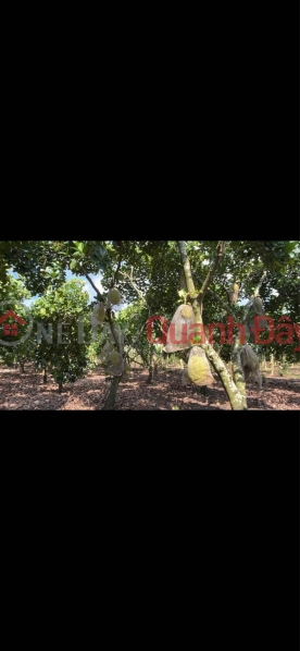 HOT HOT – OWNER NEEDS TO SELL LAND in Bau Coi, Bao Vinh Ward, Long Khanh City, Dong Nai Province Sales Listings