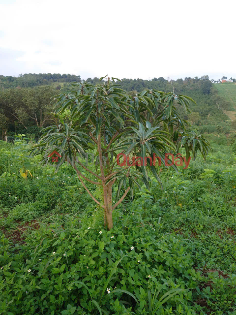 Owner selling quickly a 10,000 m2 plot of land in Gia Nghia, Dak Nong - Suitable for planting coffee trees and other crops. _0