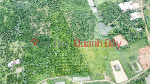 BEAUTIFUL LAND - GOOD PRICE - Land Lot For Sale Prime Location In Di Linh District, Lam Dong _0