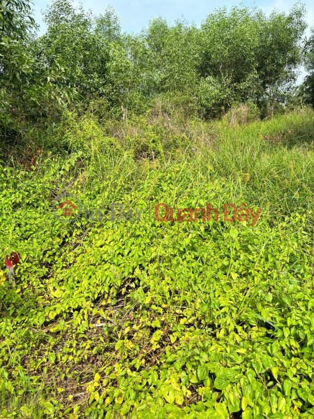 Property Search Vietnam | OneDay | Nhà ở | Niêm yết bán, Chính Chủ 179m2 Đất Tại Ấp 2, Xã Hữu Thạnh, Huyện Đức Hoà, Long An. Full Thổ Cư.