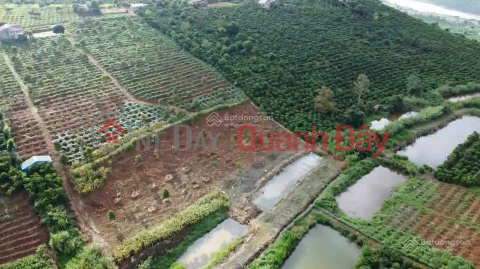Đất phong thủy tốt, view săn mây, sẵn nông sản cà phê, sầu riêng 9T, gần sân bay QT Liên Khương _0