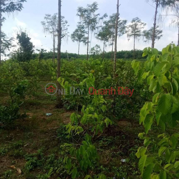 Beautiful Land - Good Price - Owner Needs to Sell Land Lot with Beautiful Location in Dak Wil Commune - Cu Jut District, Vietnam, Sales đ 2.7 Billion