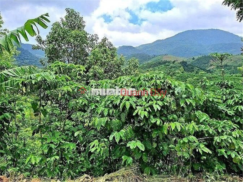 đ 4.2 Billion BEAUTIFUL LAND - INVESTMENT PRICE - OWNER NEEDS TO SELL LAND LOT IN Hamlet 10, Loc Nam Commune, Bao Lam, Lam Dong