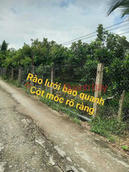 Get an immediate discount of 100 million VND - Own a beautiful fruit orchard now - An Binh Commune, Vinh Long - Existing residential area, Vietnam Sales | đ 1.3 Billion