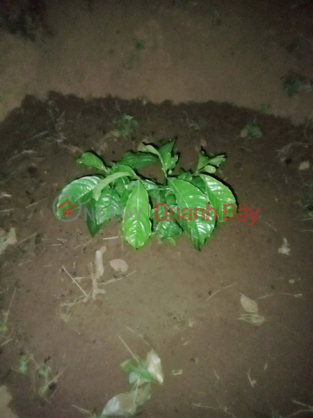 PRIME LAND – GOOD PRICE – OWNER NEEDS TO SELL GARDEN LAND in Quang Binh Hamlet, Nghia Thang Commune, Dak R'Lap District, Dak Nong Province Vietnam Sales | đ 2.8 Billion