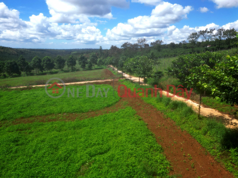 Selling land in Chu P Rong Gia Lai 1000m for 200 million with separate red book _0