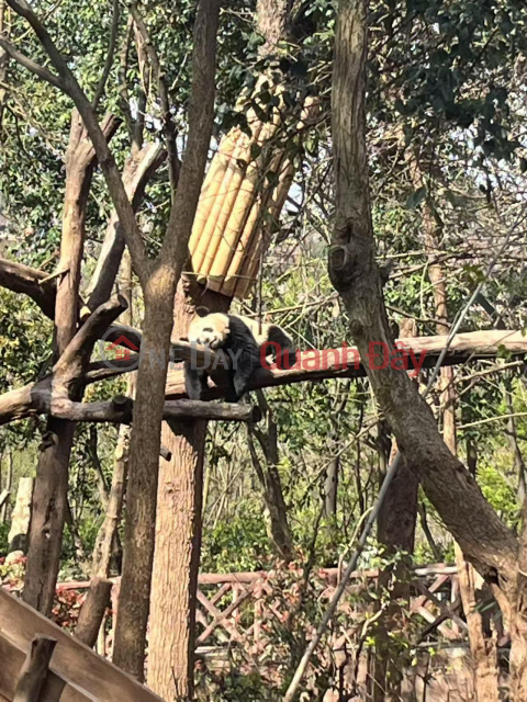 Bán (KNMGM-037843818)_0