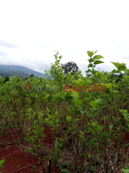 BEAUTIFUL LAND - GOOD PRICE - FOR URGENT LOT FOR SALE IN Dong Lac, Di Linh Town, Di Linh District, Lam Dong | Vietnam | Sales, đ 1.9 Billion