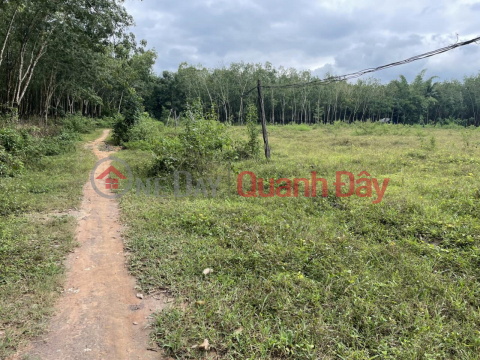 LAND FOR OWNER - NEED TO SELL QUICKLY 3 LOTS OF LAND BEAUTIFUL LOCATION IN Loc Tan Commune, Loc Ninh District, Binh Phuoc Province _0