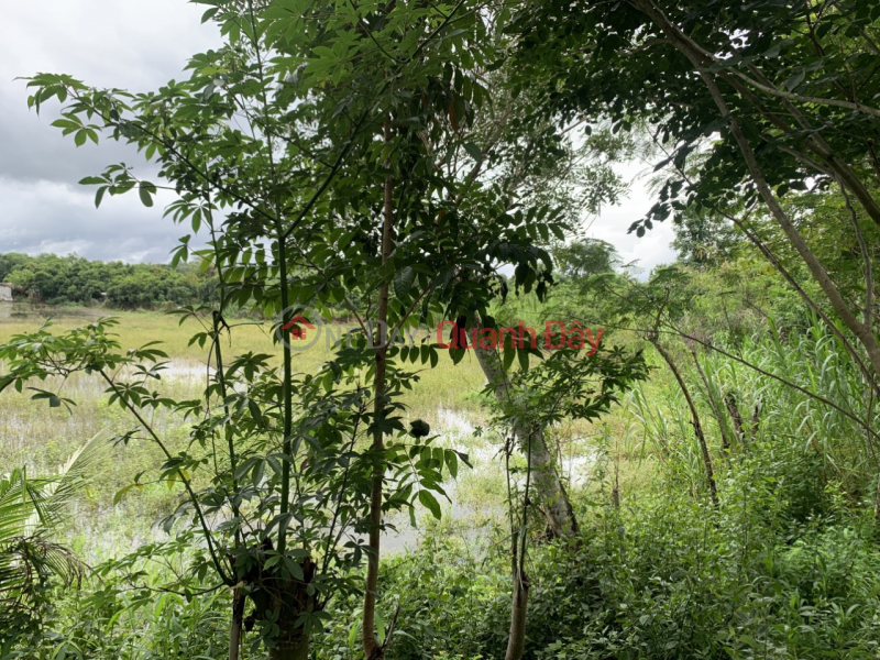 Selling at a loss of 1 pole of land 40m with concrete frontage behind the lake at Tan Phu Vietnam | Sales đ 550 Million