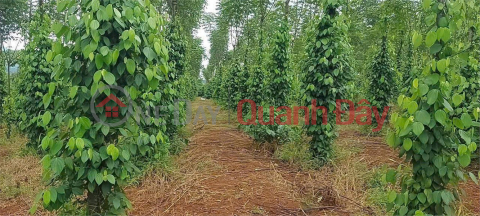HOT HOT – CẦN BÁN 2,7HA ĐẤT 2 MẶT TIỀN, X. Đak Djăng, H. Mang Yang, T. Gia Lai _0