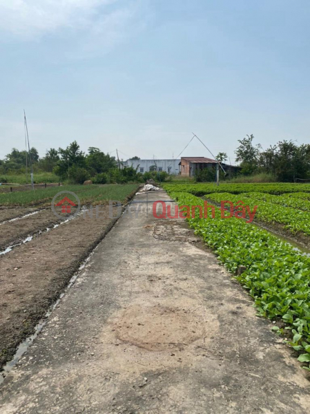 Land for sale by owner 200m from Huynh Thi Luong Street - Can Giuoc Long An (85m2) Late blooming, with Pink Book, Vietnam | Sales đ 810 Million