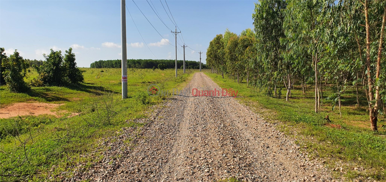 BEAUTIFUL LAND - GOOD PRICE - ORIGINAL SELLING LOT LOT Nice Location In Binh Tan Commune, Bac Binh District, Binh Thuan Sales Listings