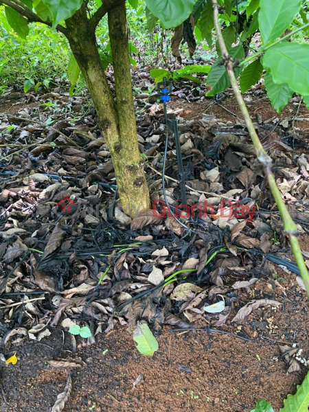 đ 2.5 Billion BEAUTIFUL LAND - GOOD PRICE - Need to Sell Quickly Land Lot in Prime Location in Dak R'tih Commune, Tuy Duc, Dak Nong