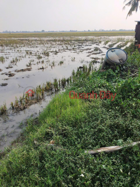 OWNER Needs to Sell 63 Cong of Rice Field in Kien Hao Hamlet, Binh Thanh Commune, Thoai Son, An Giang Sales Listings