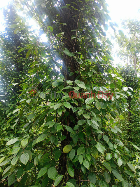 STRIPPED FOR MONEY, SELLING DURIAN GARDEN IN GIA NGHIA CITY AT A LOSS FOR ONLY 220 MILLION _0