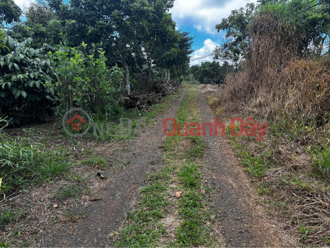 BEAUTIFUL LAND - GOOD PRICE - Land Lot For Sale Prime Location In Bao Lam District, Lam Dong _0