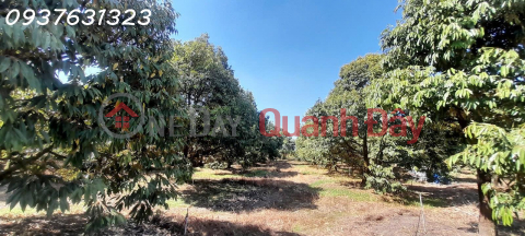 OWNER WANTS TO SELL: MUSANG KING DURIAN ORCHARD CURRENTLY IN HARVEST – BEN CAU, TAY NINH _0