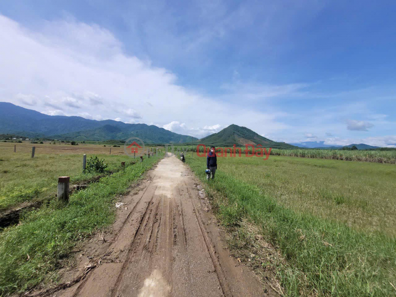 RESIDENTIAL LAND FOR SALE - LOW PRICE OWNER LAND IN DIEN TAN, DIEN KHANH Vietnam Sales đ 500 Million