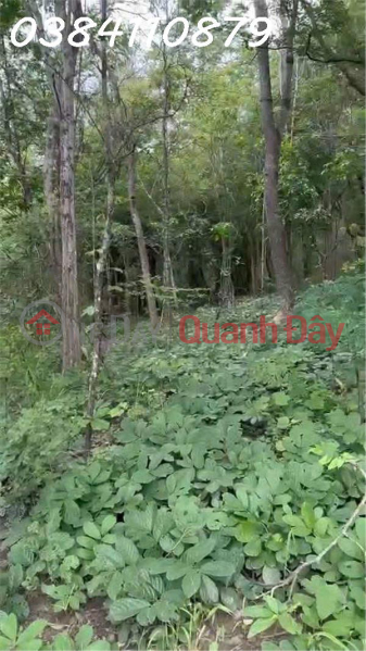 TRANSFER OF 160 HEECTS OF PROJECT LAND – HAM TAN, BINH THUAN | Vietnam | Sales, đ 10 Billion