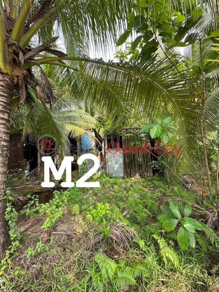 BEAUTIFUL LAND - GOOD PRICE - Quick Sale 3 Lots of Land in Beautiful Locations in Dao Thanh Commune, My Tho City, Tien Giang | Vietnam, Sales, ₫ 1.3 Billion