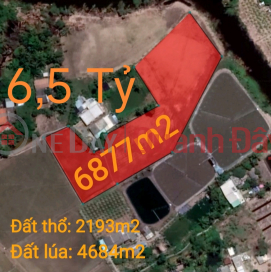 Urgent sale of Tan Tru rice land plot near Highway 50B for 6.5 billion _0