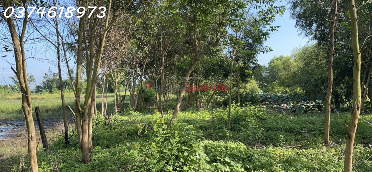 Cần tiền bán gấp lô đất trồng cây ở Xã Phước Hội, 7 tỷ, 5900m2 hàng hot Việt Nam | Bán đ 7 tỷ
