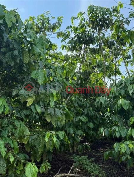 ĐẦU TƯ SINH LỜI – CHÍNH CHỦ CẦN BÁN ĐẤT TẠI Xã Phú Hội, huyện Đức Trọng, tỉnh Lâm Đồng Niêm yết bán