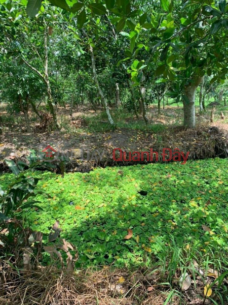 OWNER Needs to Sell Garden Land Quickly in Phu Tan Commune, Chau Thanh, Hau Giang Sales Listings