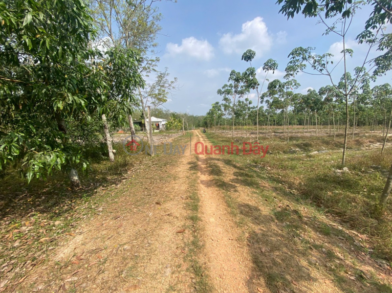 đ 1,6 tỷ Bán 2 lô đất nằm liền kề, diện tích lớn phù hợp đầu tư, xây kho xưởng, kinh doanh, nhà vườn