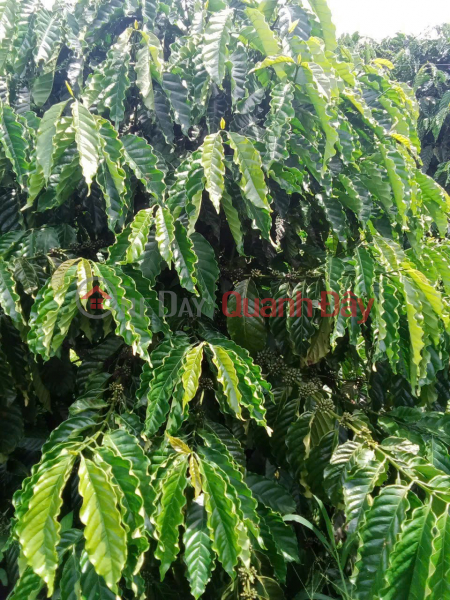 BEAUTIFUL LAND - GOOD PRICE - Need to Sell Quickly Land Lot in Prime Location in Dak R'tih Commune, Tuy Duc, Dak Nong Vietnam, Sales | đ 2.5 Billion