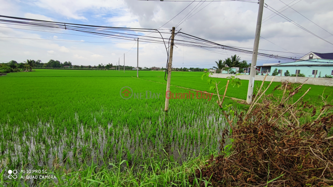 ₫ 4.16 Billion, Urgent sale of rice plot to transfer land in front of Provincial Road for 130 million m