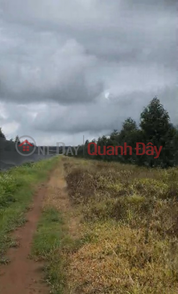 10 hectares of 4-year-old Thai durian trees - Dak Doa, Gia Lai - 2,000 trees, flat red soil - price 40 billion VND Sales Listings