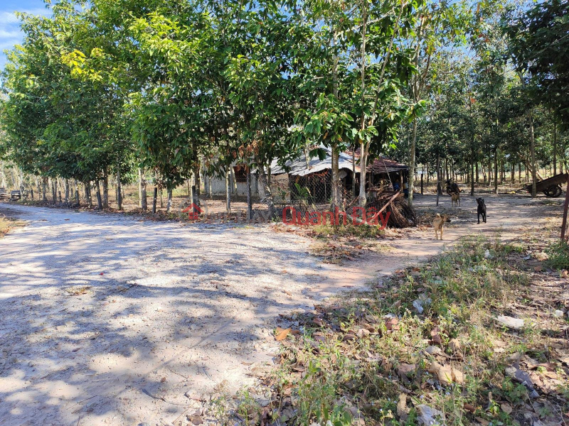 Property Search Vietnam | OneDay | Residential, Sales Listings | EXTREMELY RARE OWNERS SELL 1.3HA RUBBER BATH LAND - 8 YEARS OLD RUBBER, 5M WIDE ROAD, CLEAN WATER, ELECTRICITY TO THE GARDEN