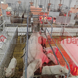 TTrại Heo 4.800 nái, cho thuê 2 Tỷ/Tháng _0