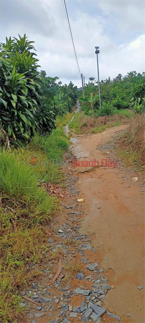 BEAUTIFUL LAND - GOOD PRICE - For Sale Land Lot Great Location In Loc Nam Commune, Bao Lam District, Lam Dong Province _0