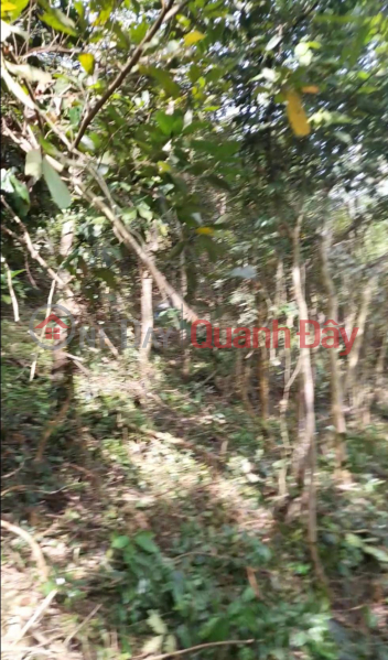 BEAUTIFUL LAND - GOOD PRICE - Land Lot For Sale In Tay Phu Commune, Tay Son District, Binh Dinh Province. Sales Listings