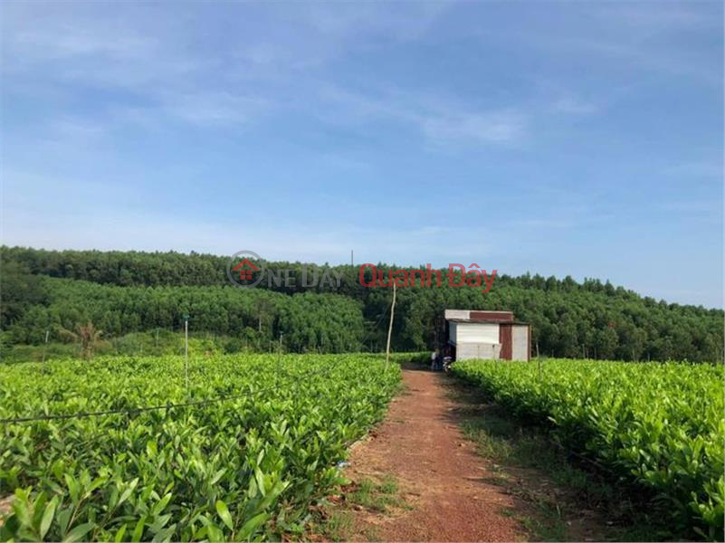 LONG TERM LONG TERM LOT OF Land For Rent By Owner In Hamlet 1, Tri An Commune, Vinh Cuu - Dong Nai Rental Listings