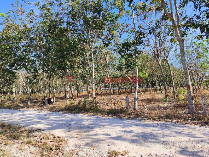 EXTREMELY RARE OWNERS SELL 1.3HA RUBBER BATH LAND - 8 YEARS OLD RUBBER, 5M WIDE ROAD, CLEAN WATER, ELECTRICITY TO THE GARDEN, Vietnam, Sales, đ 6.1 Billion