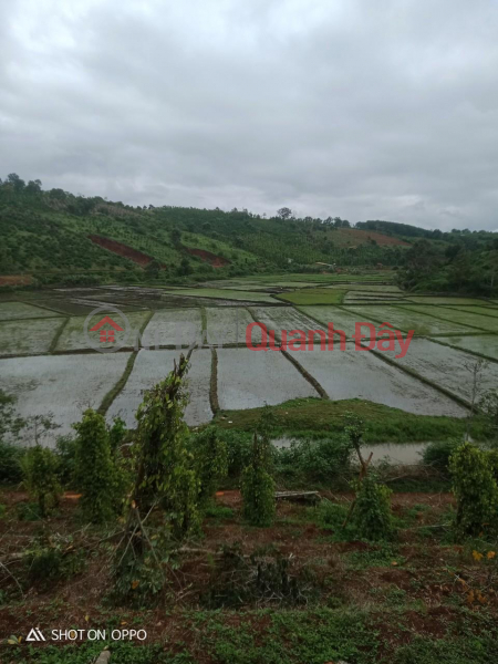 đ 2.5 Billion BEAUTIFUL LAND - GOOD PRICE - Land Lot For Sale Road Front Location In Thuan An Commune, Dak Mil District, Dak Nong